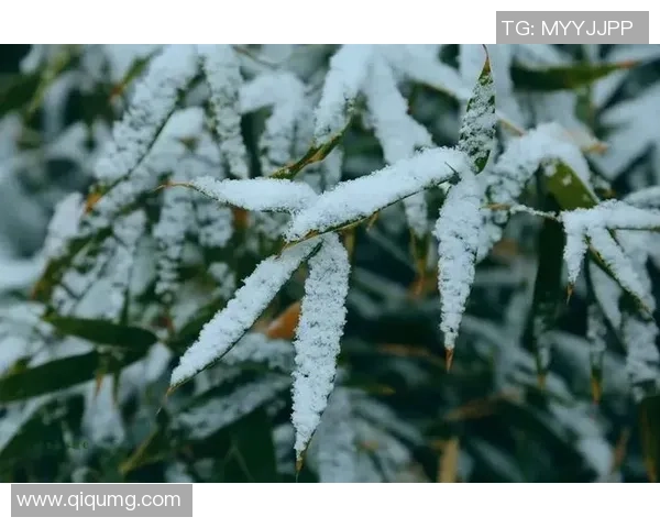 一线调查-首个“雪假”，收成几许？